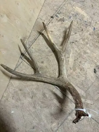 MULE DEER ANTLER DROP