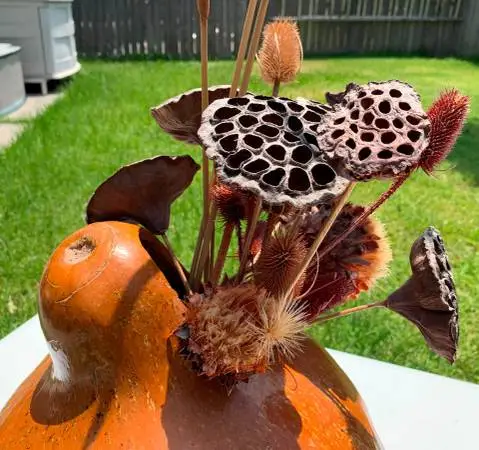 A extra large gourd vase with dry locus pods etc