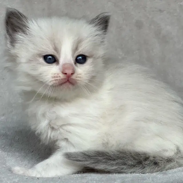 kittens for Adoption