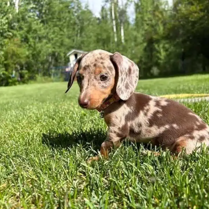 dachshund puppy