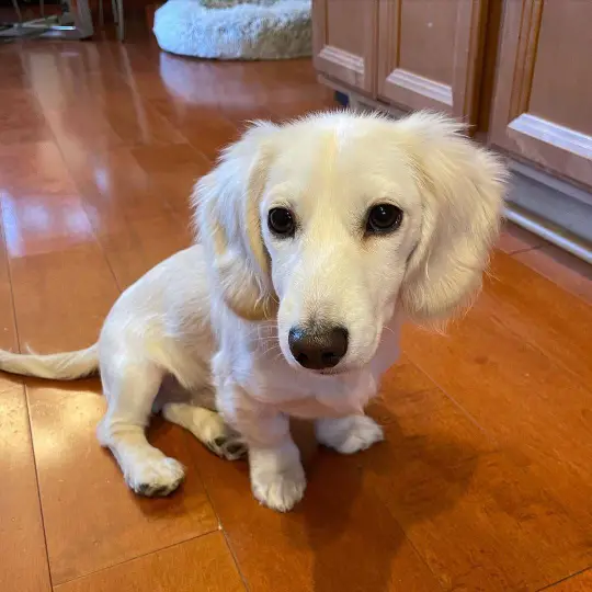 dachshund