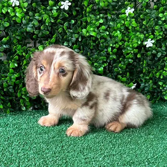 dachshund puppy