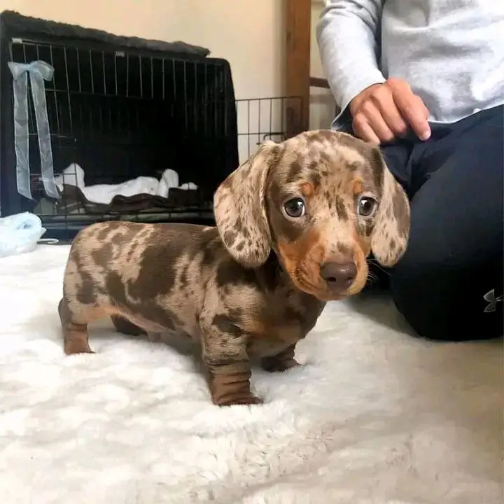 dachshund puppy
