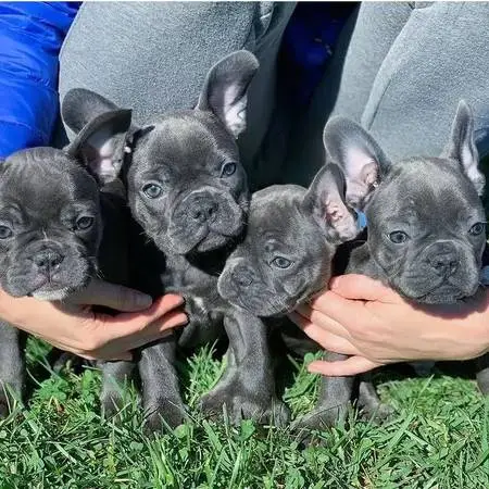 French Bulldog