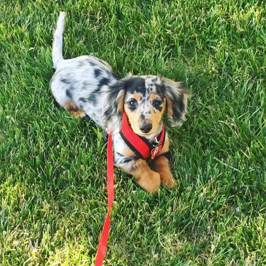dachshund puppy