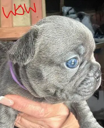 Healthy French Bulldog Puppies for