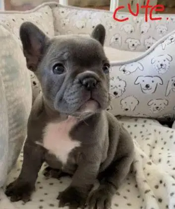 Beautiful French Bulldog Puppies