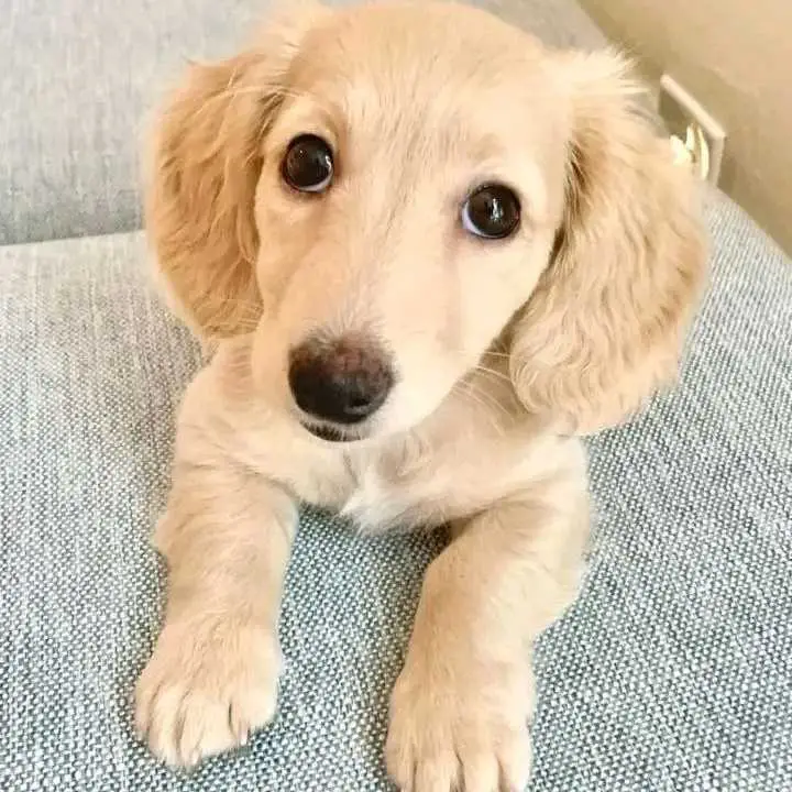 dachshund puppy