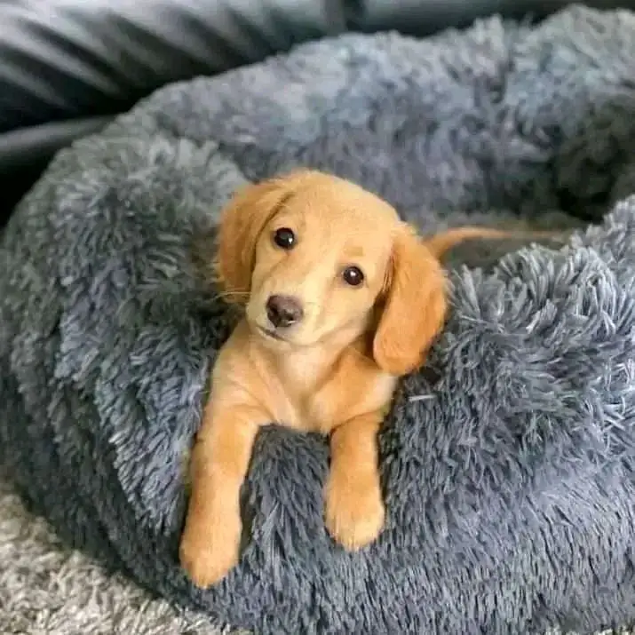 dachshund puppy