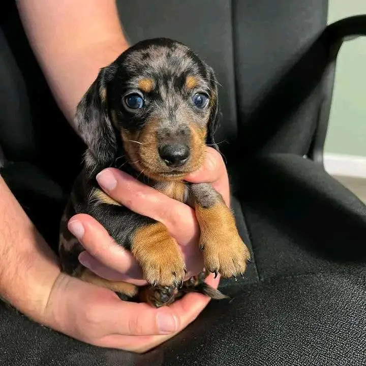 dachshund puppy