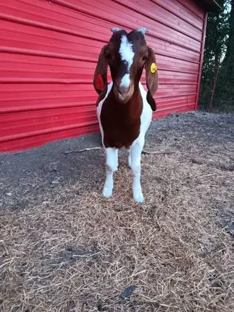 Boer Doe
