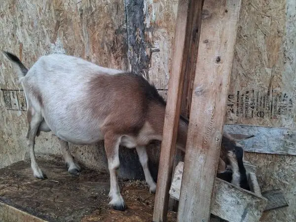 Milking Doe