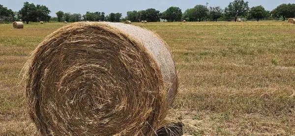 Blue Stem Mixed Grass Hay