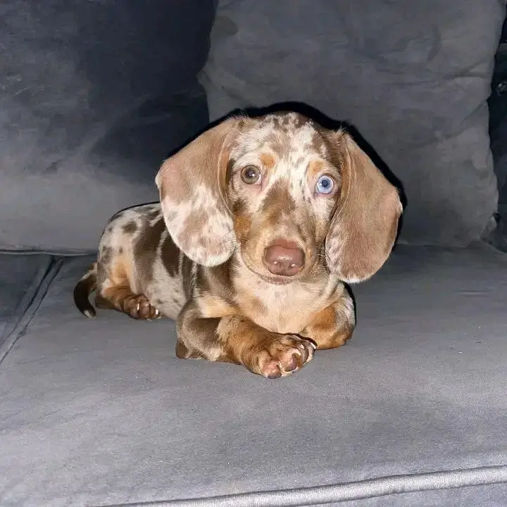 dachshund puppy