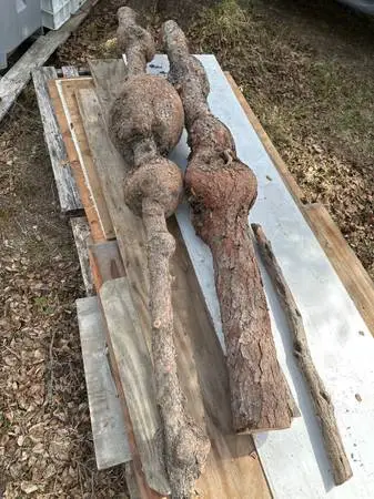 Two spruce Burl logs and a couple Diamond willow stick’s