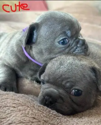 French Bulldog Puppies