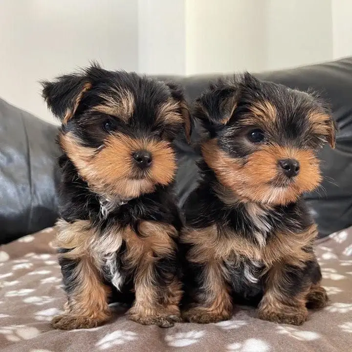 Yorkie Puppies For Adoption