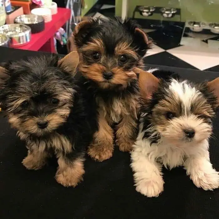 Yorkie Puppies For Adoption