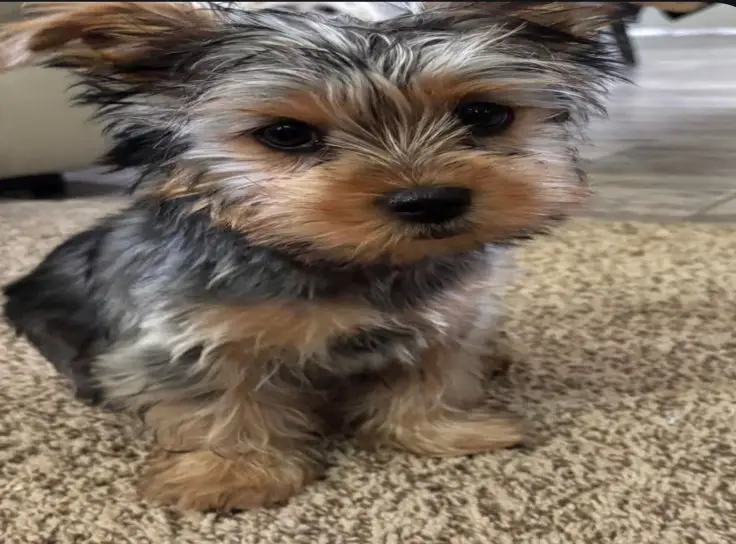 olson's lovable puppies available for rehoming