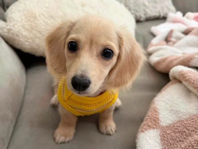 happy pet tails