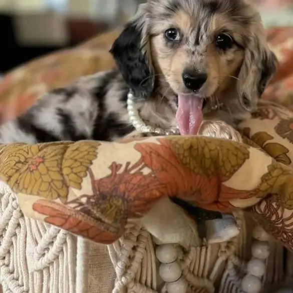 happy puppy tails