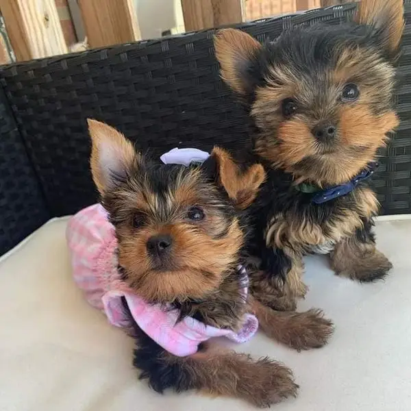 Yorkie puppies for Adoption