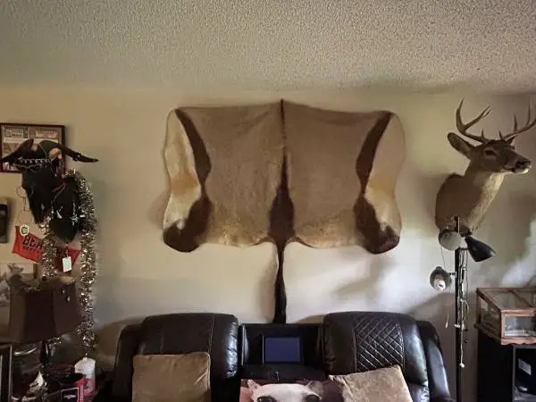 Taxidermy