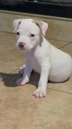 Puppies for you community