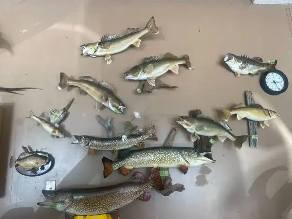 MASSIVE Fish Taxidermy Mount Collection of All Kinds Must Go