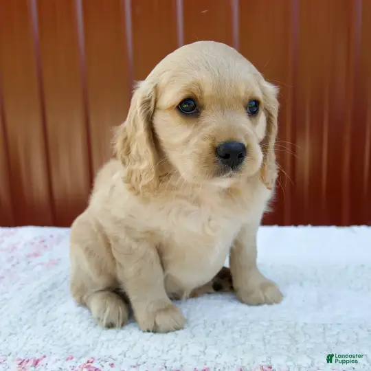 KC registered golden retriever puppies