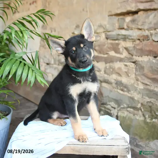 Attractive German Shepherd puppies