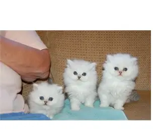 Blue eye persian kittens
