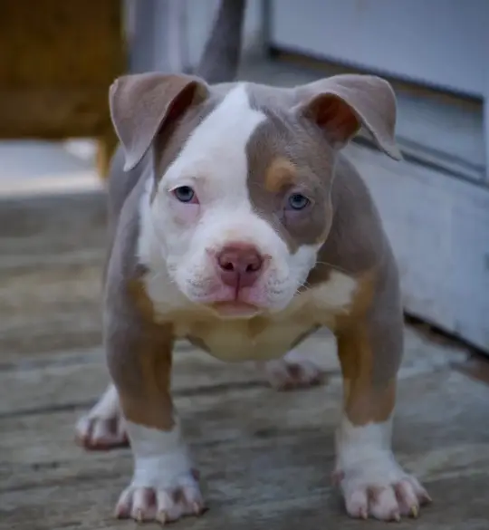 Healthy American Bull puppies