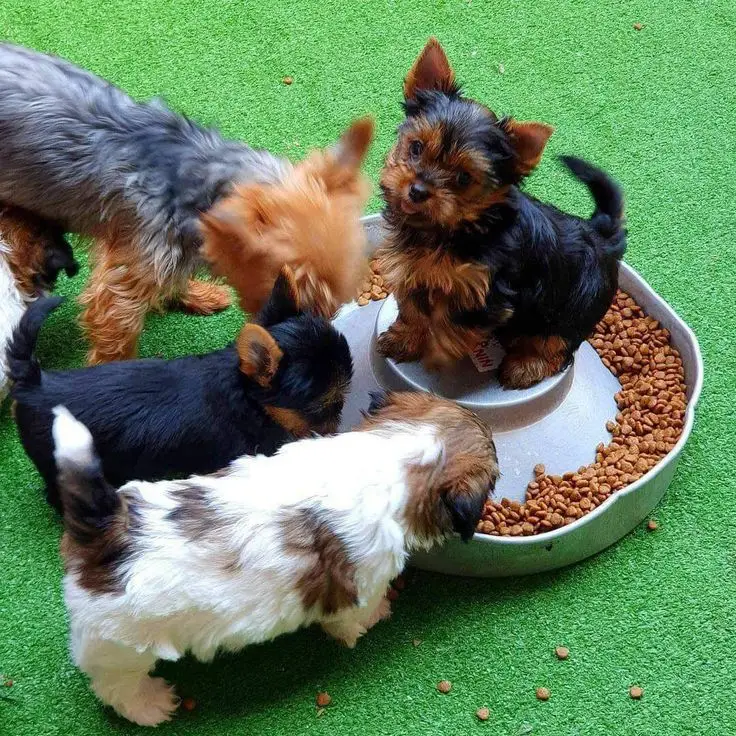 Yorkie Puppies For Adoption