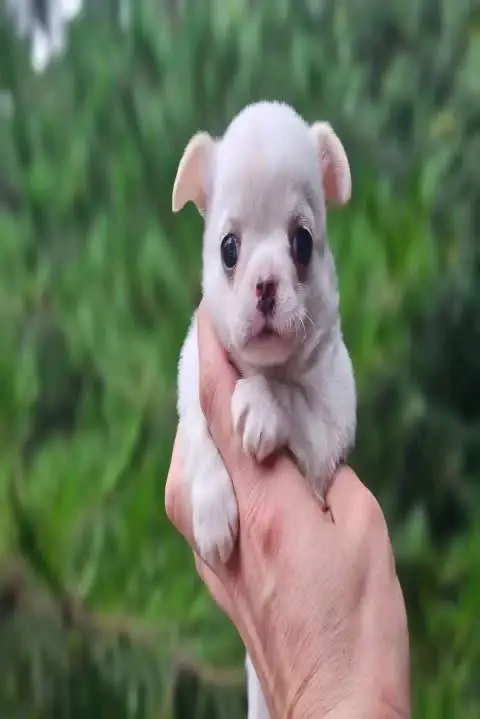 happy tails puppy
