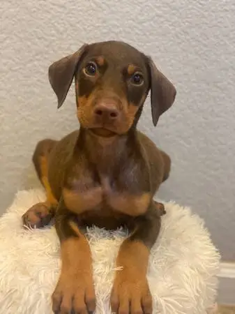 Doberman cage
