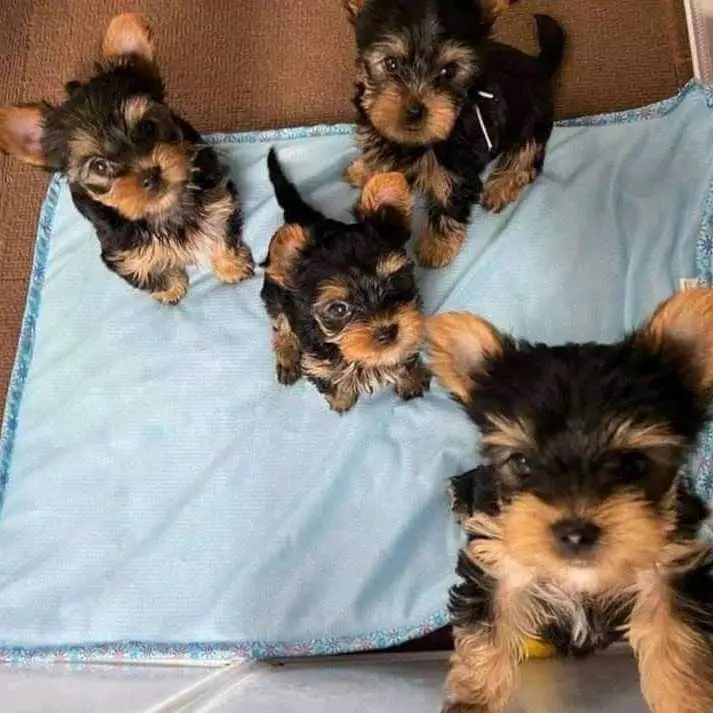 Yorkie Puppies For Adoption