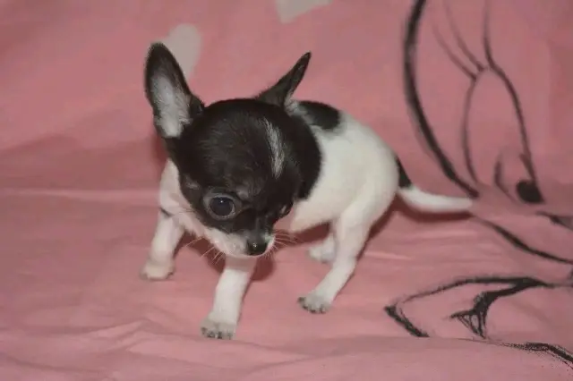 chihuahua puppies for rehoming and adoption