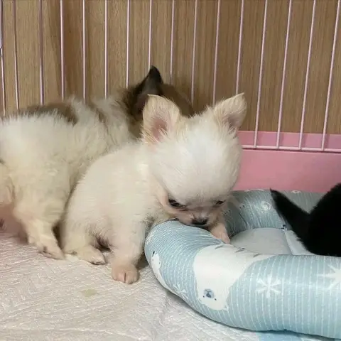 chihuahua puppies for rehoming and adoption