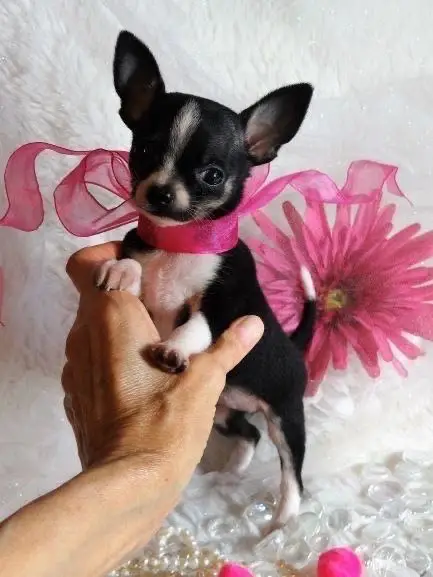 chihuahua puppies for rehoming and adoption