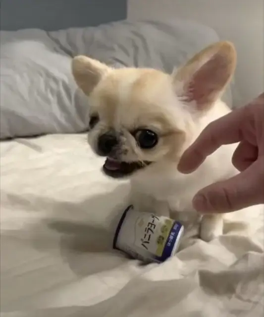 chihuahua puppies for rehoming and adoption