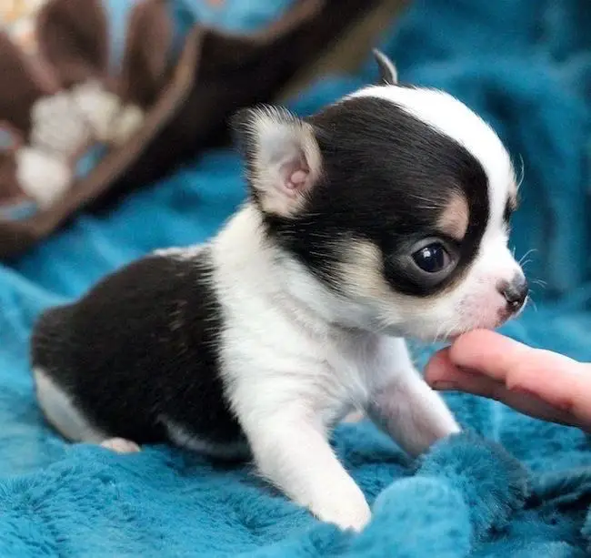 chihuahua puppies for rehoming and adoption