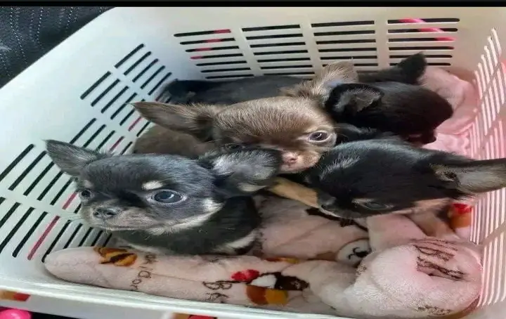 chihuahuas puppies for rehoming and adoption