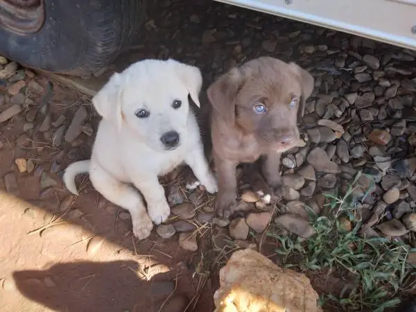 Retriever / mix