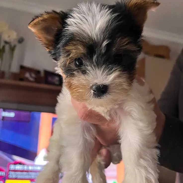 Yorkie Puppies For Adoption