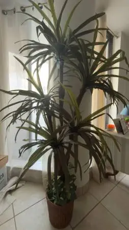 Decorative plant