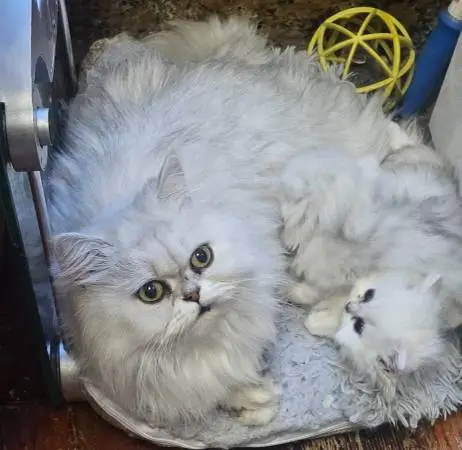 Kittens