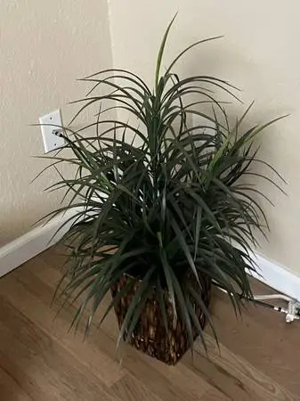 22 x 34 silk plant