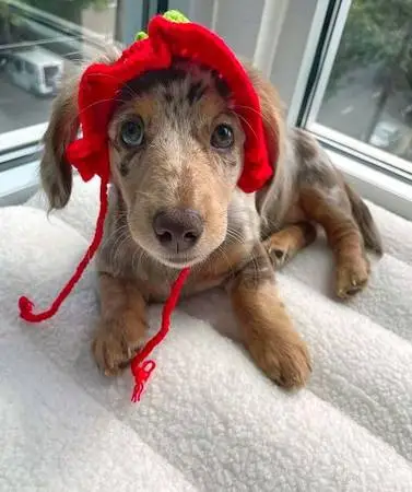 Dachshund🐶puppy
