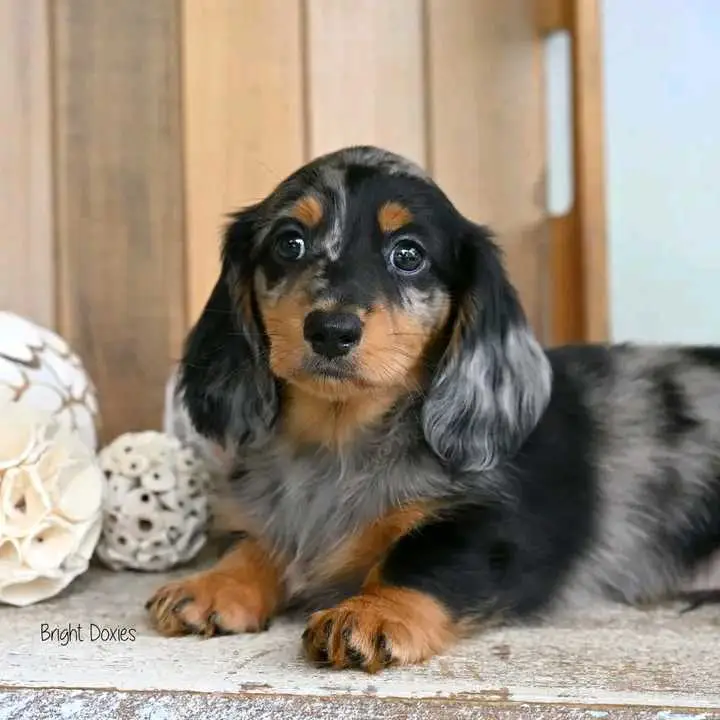 dachshund puppy